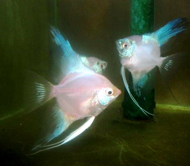 Angelfish - Blue Parabaia - Large